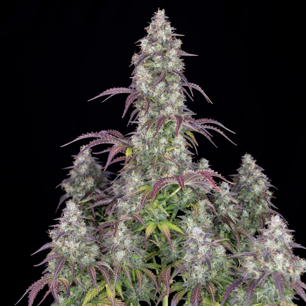 Lemon Pie Auto - FASTBUDS | TanieSianie.pl