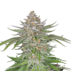 Strawberry Pie Auto - FASTBUDS | TanieSianie.pl