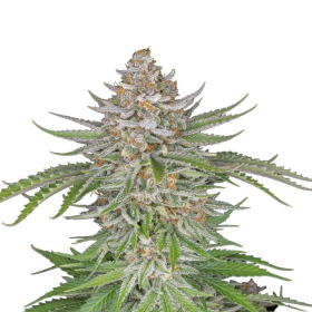 Strawberry Pie Auto - FASTBUDS | TanieSianie.pl