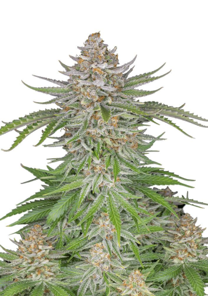 Strawberry Pie Auto - FASTBUDS | TanieSianie.pl