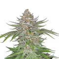 Strawberry Pie Auto - FASTBUDS