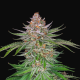Strawberry Pie Auto - FASTBUDS | TanieSianie.pl
