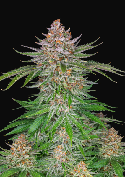 Strawberry Pie Auto - FASTBUDS | TanieSianie.pl
