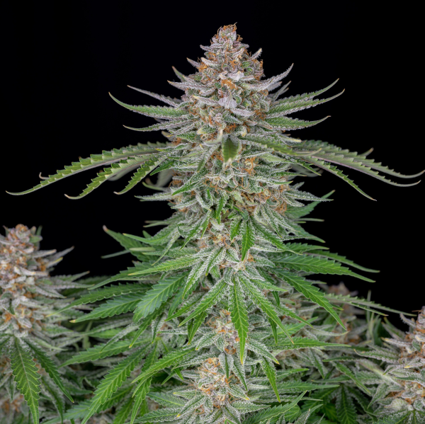 Strawberry Pie Auto - FASTBUDS | TanieSianie.pl