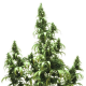 Auto Blueberry - DUTCH PASSION | TanieSianie.pl