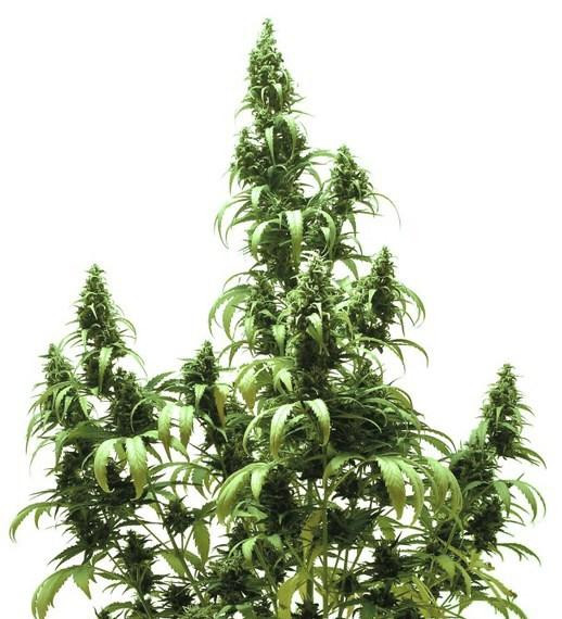Auto Blueberry - DUTCH PASSION | TanieSianie.pl