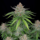 Strawberry Pie Auto - FASTBUDS | TanieSianie.pl