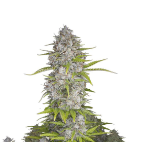 Orange Sherbet Auto - FASTBUDS | TanieSianie.pl