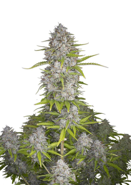 Orange Sherbet Auto - FASTBUDS | TanieSianie.pl