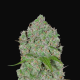 Orange Sherbet Auto - FASTBUDS | TanieSianie.pl