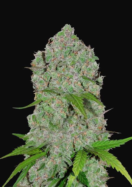 Orange Sherbet Auto - FASTBUDS | TanieSianie.pl