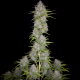 Orange Sherbet Auto - FASTBUDS | TanieSianie.pl
