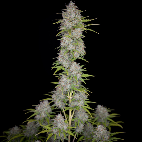 Orange Sherbet Auto - FASTBUDS | TanieSianie.pl