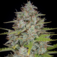 Orange Sherbet Auto - FASTBUDS | TanieSianie.pl