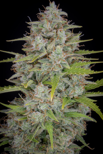 Orange Sherbet Auto - FASTBUDS | TanieSianie.pl