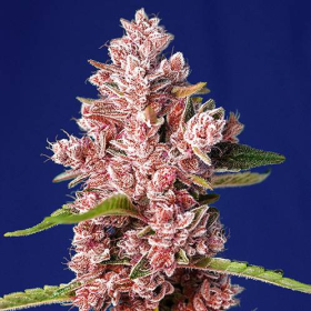 Tropicanna Poison F1 Fast Version - SWEET SEEDS | TanieSianie.pl