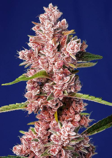 Tropicanna Poison F1 Fast Version - SWEET SEEDS | TanieSianie.pl