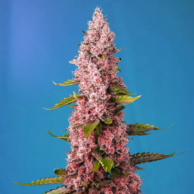Red Hot Cookies - SWEET SEEDS | TanieSianie.pl