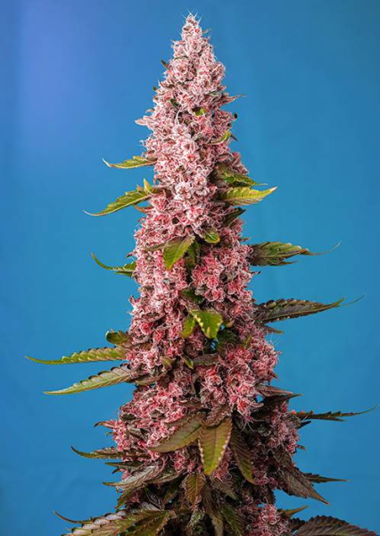 Red Hot Cookies - SWEET SEEDS | TanieSianie.pl