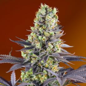 Sweet Zkittlez - SWEET SEEDS | TanieSianie.pl
