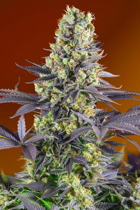 Sweet Zkittlez - SWEET SEEDS | TanieSianie.pl