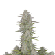 Wedding Cheesecake Auto - FASTBUDS | TanieSianie.pl