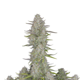 Wedding Cheesecake Auto - FASTBUDS | TanieSianie.pl