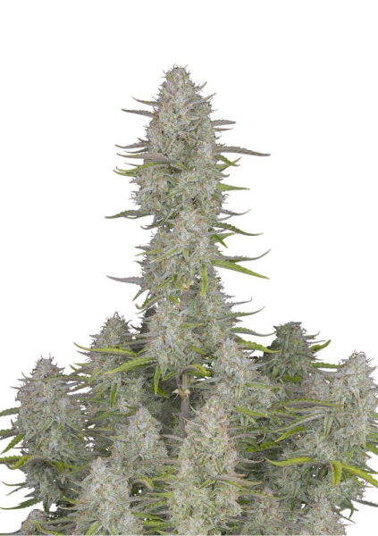 Wedding Cheesecake Auto - FASTBUDS | TanieSianie.pl