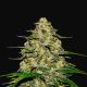 Wedding Cheesecake Auto - FASTBUDS | TanieSianie.pl