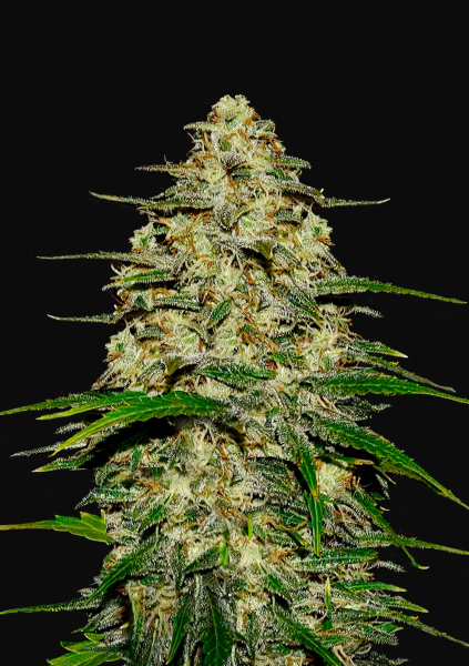 Wedding Cheesecake Auto - FASTBUDS | TanieSianie.pl