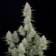 Wedding Cheesecake Auto - FASTBUDS | TanieSianie.pl