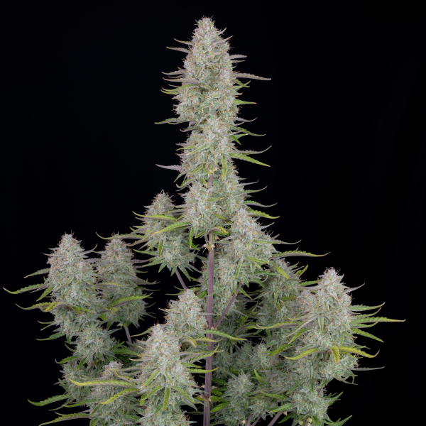 Wedding Cheesecake Auto - FASTBUDS | TanieSianie.pl