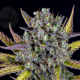 Wedding Cheesecake Auto - FASTBUDS | TanieSianie.pl