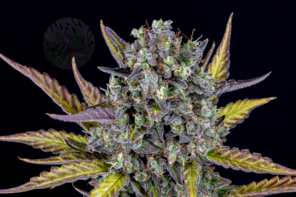 Wedding Cheesecake Auto - FASTBUDS | TanieSianie.pl