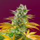Gorilla Girl F1 Fast Version - SWEET SEEDS | TanieSianie.pl