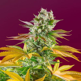 Gorilla Girl F1 Fast Version - SWEET SEEDS | TanieSianie.pl
