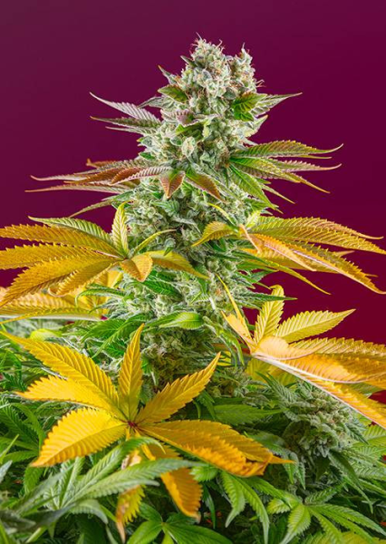 Gorilla Girl F1 Fast Version - SWEET SEEDS | TanieSianie.pl