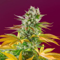 Gorilla Girl F1 Fast Version - SWEET SEEDS