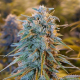 Blue Dream | TanieSianie.pl