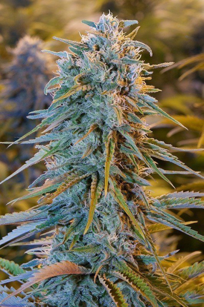 Blue Dream | TanieSianie.pl