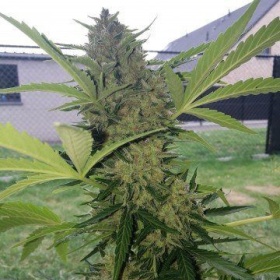 Orange Bud Original Auto | TanieSianie.pl