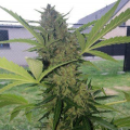 Orange Bud Original Auto