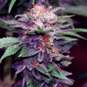 Purple Haze Auto | TanieSianie.pl