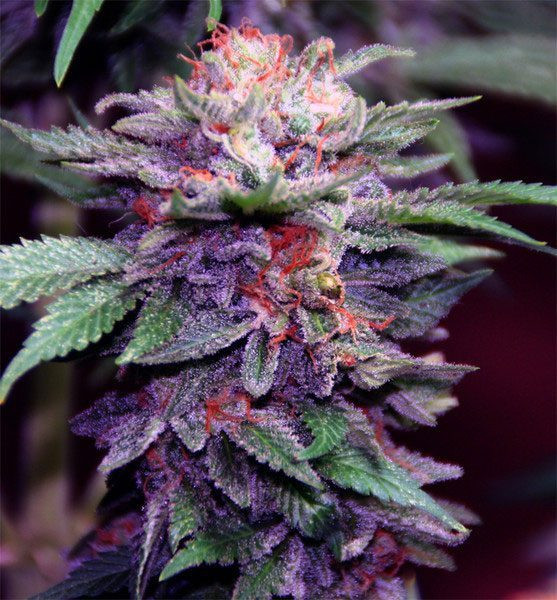 Purple Haze Auto | TanieSianie.pl