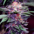 Purple Haze Auto