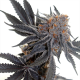 Cookies Sherbet | TanieSianie.pl