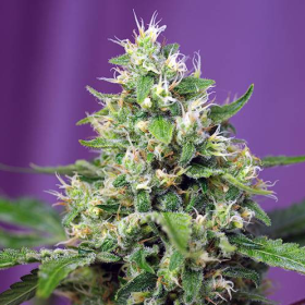 Sweet Amnesia Haze XL Auto - SWEET SEEDS | TanieSianie.pl
