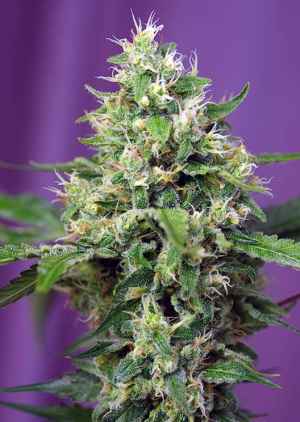 Sweet Amnesia Haze XL Auto - SWEET SEEDS | TanieSianie.pl