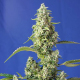Gorilla Girl XL Auto - SWEET SEEDS | TanieSianie.pl