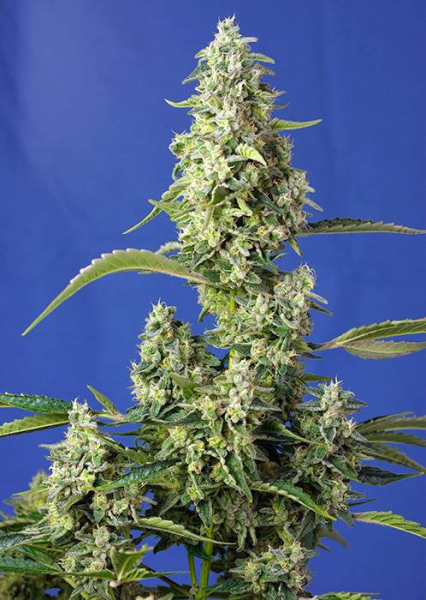 Gorilla Girl XL Auto - SWEET SEEDS | TanieSianie.pl